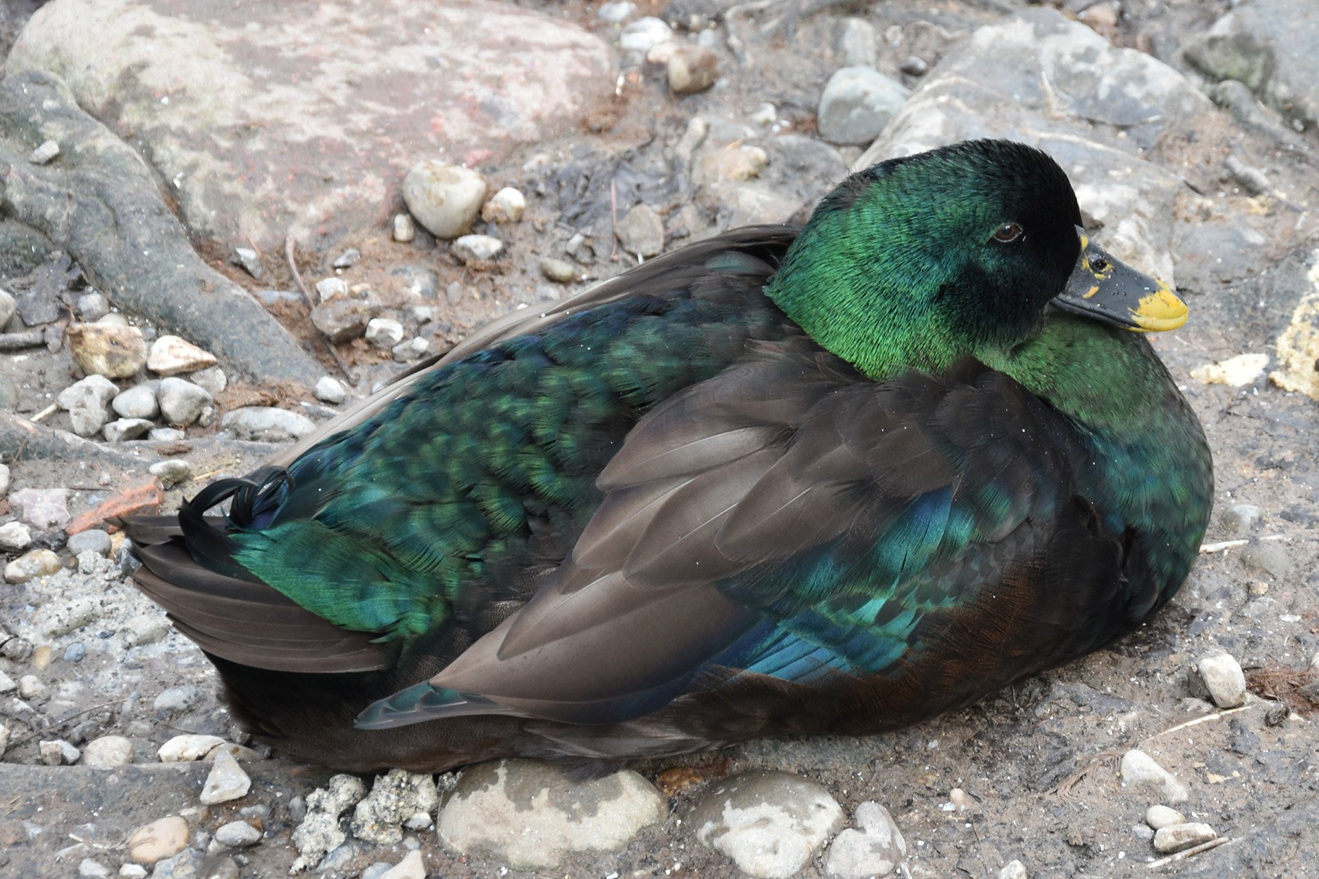 Nikon D5600, unbearbeitetes JPG-Foto, 1/40 Sek, f/5.3, ISO 200.